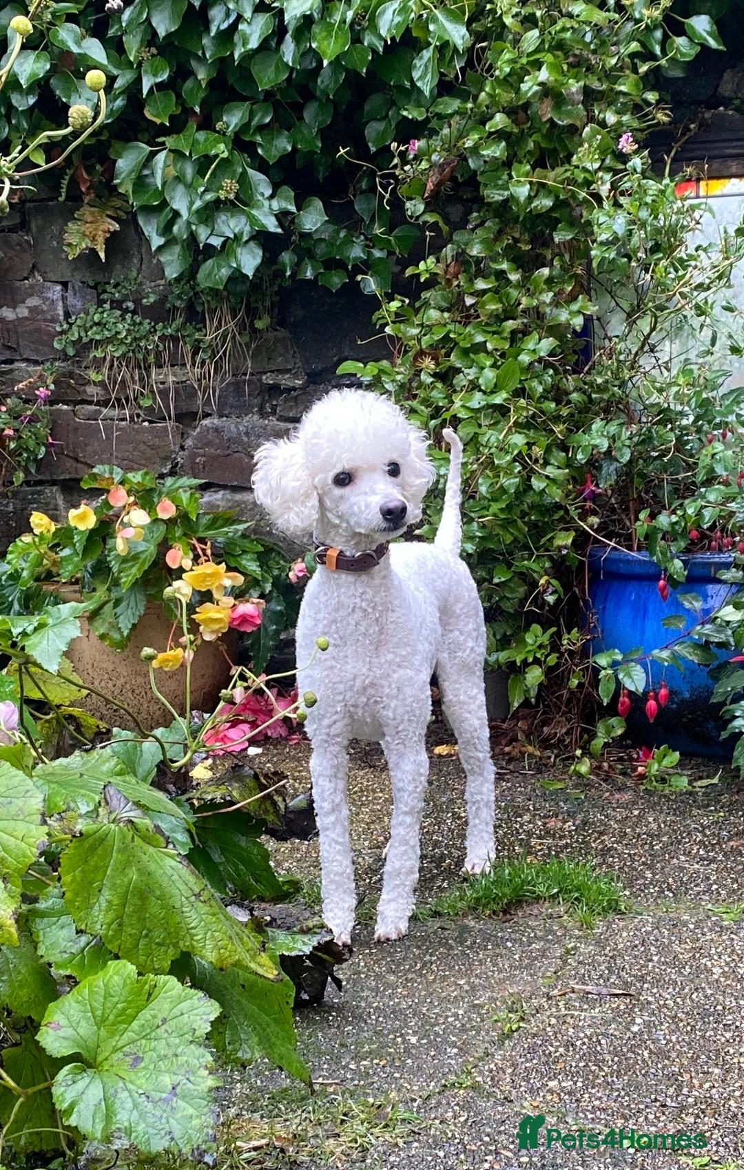 Cavapoo dogs for sale: Cavapoo, Cockapoo and Pood - Advert 2