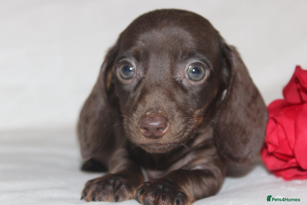 Dachshund dogs for sale: 🌿 Ultimate Miniature Dachshunds 🌿 - Advert 9