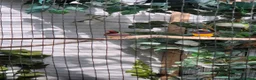 Finches birds for sale: Gouldian finches - Advert 2