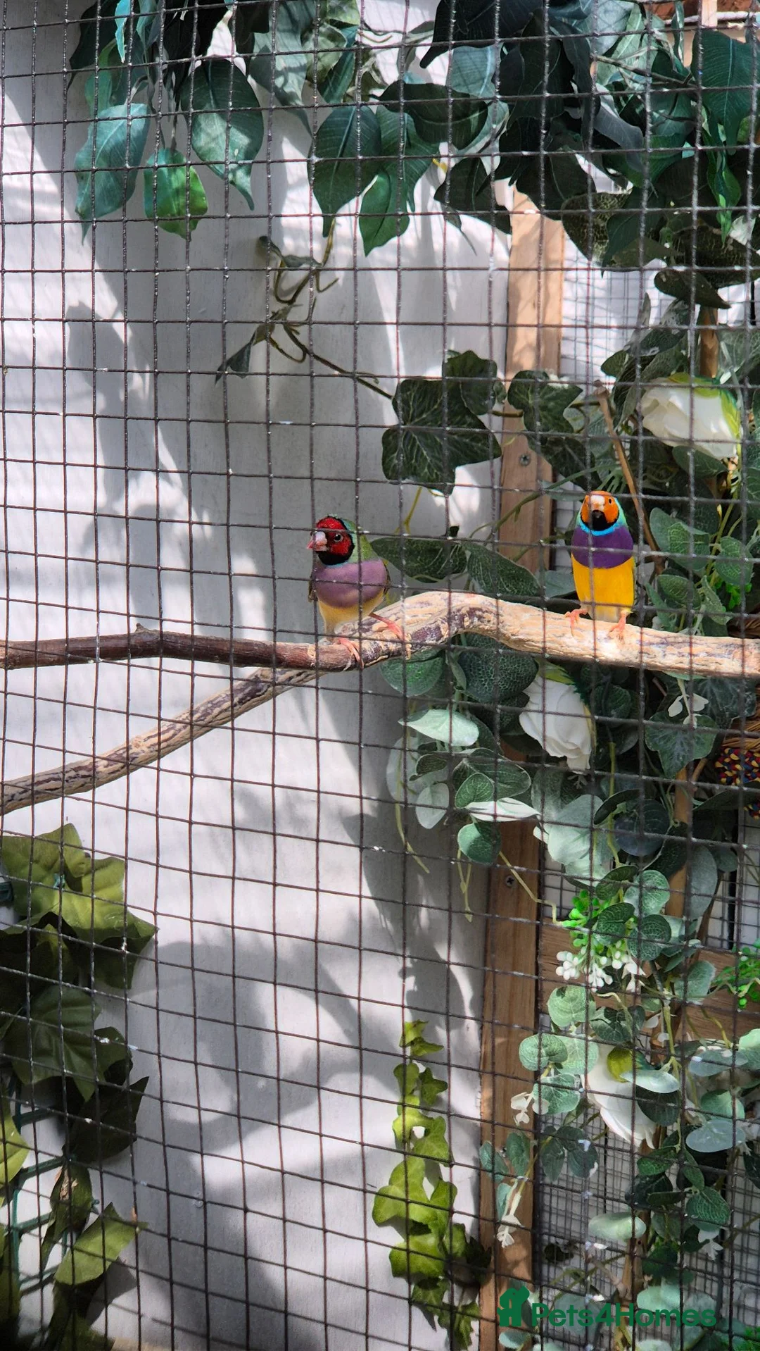 Finches birds for sale: Gouldian finches - Advert 2