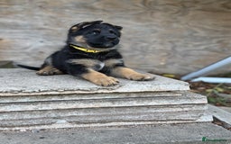 German Shepherd dogs for sale: 1 KC reg Quality Showline female puppy available  - Image 8