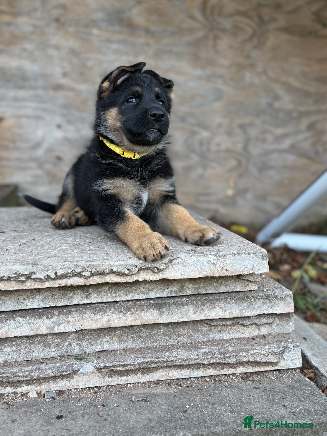 German Shepherd dogs for sale: 1 KC reg Quality Showline female puppy available  - Image 8