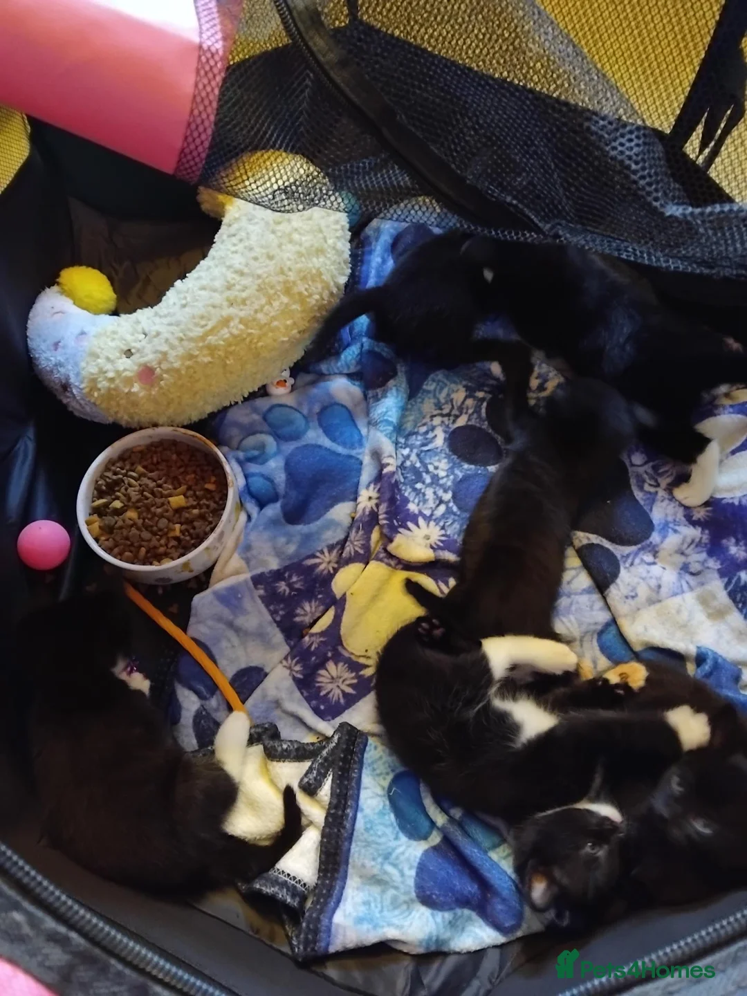 Mixed Breed cats for sale: Kittens for sale - Advert 10