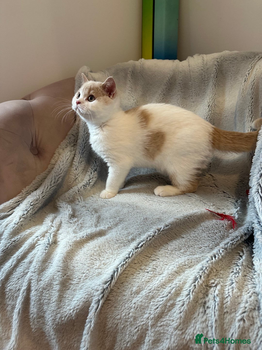 British Shorthair cats for sale: Excellent type Cream & white BSH boy  - Image 5