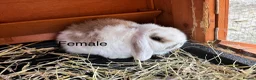 Mini Lop rabbits for sale: Beautiful mini lop rabbits for sale - Advert 3