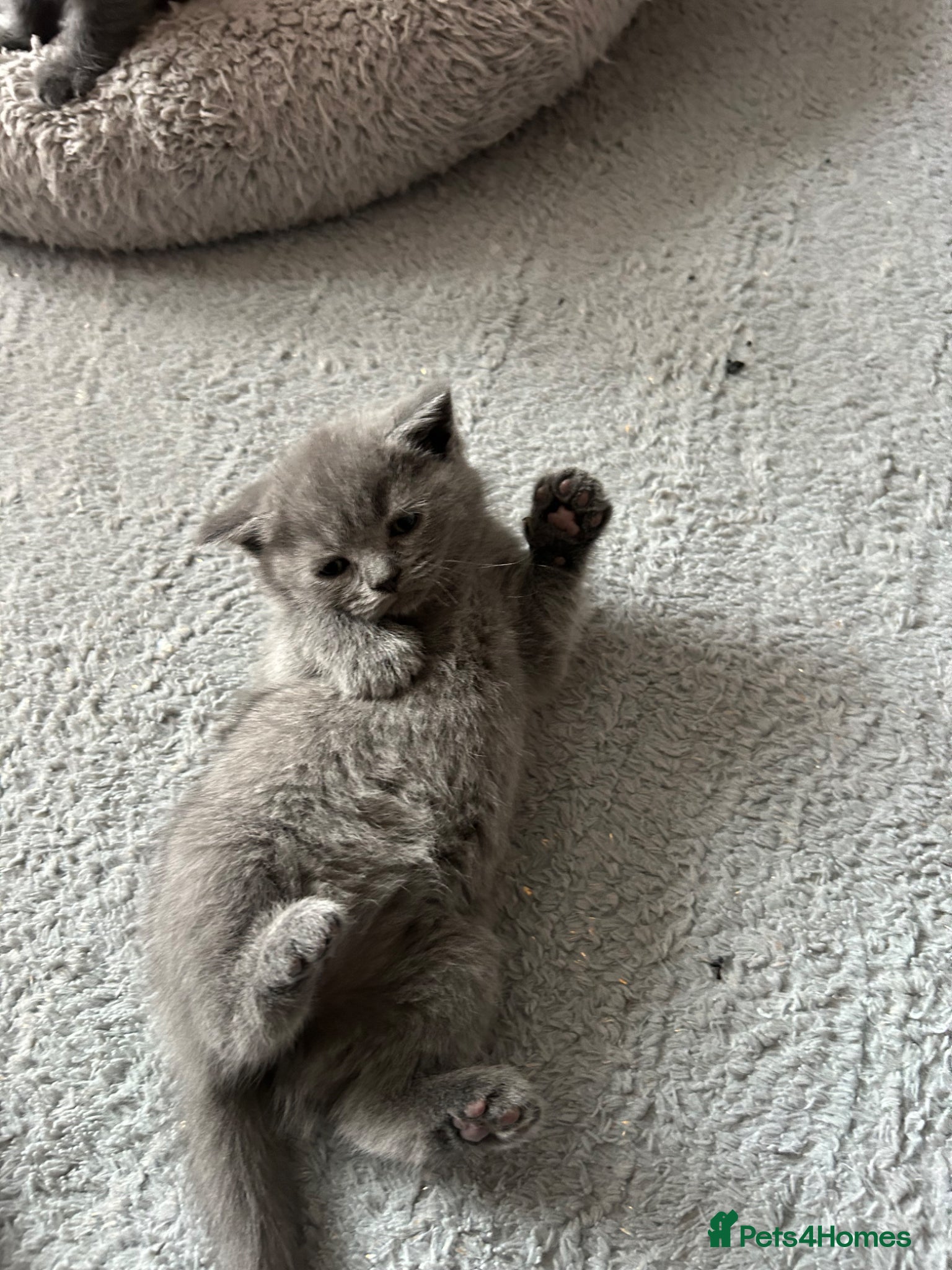 British Shorthair cats British Shorthair  - Advert 17