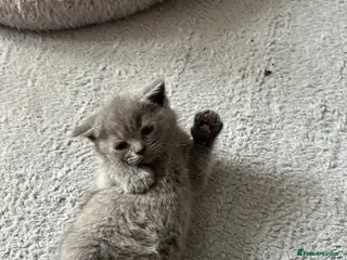 British Shorthair cats British Shorthair - Advert 17