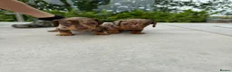 Miniature Dachshund dogs for sale: Stunning Chocolate Dapple Miniature Dachshunds in Preston - Advert 10