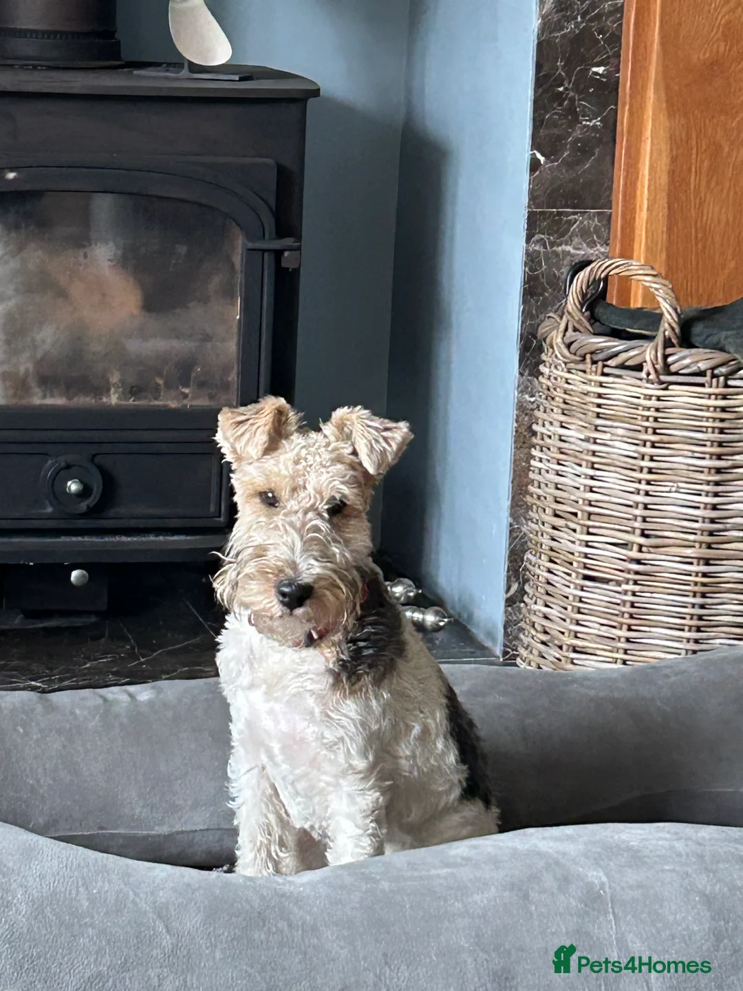 Fox Terrier dogs for sale: Bitch Pup - Advert 2
