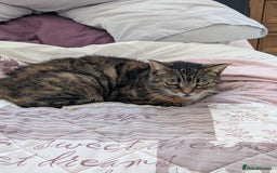 Domestic Shorthair cats for sale: Elderly cat - Image 2