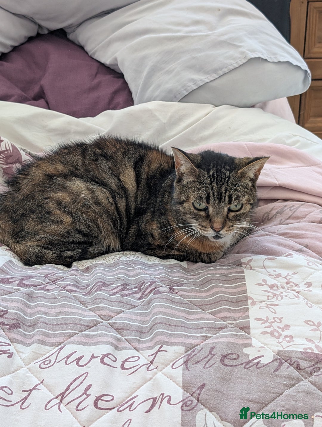 Domestic Shorthair cats for sale: Elderly cat - Image 2