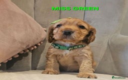 Cocker Spaniel dogs for sale: Stunning! Golden Kc Show Type Cocker Spaniels. - Advert 12