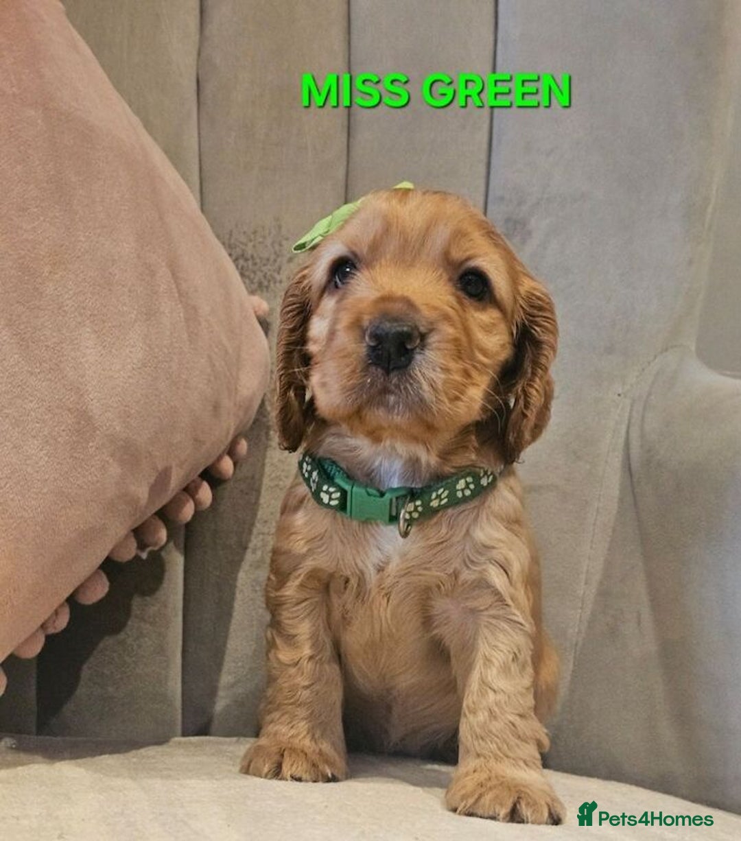 Cocker Spaniel dogs for sale: Stunning! Golden Kc Show Type Cocker Spaniels. - Advert 12