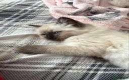 Ragdoll cats for sale: GCCF ragdoll seal point girl - Image 11
