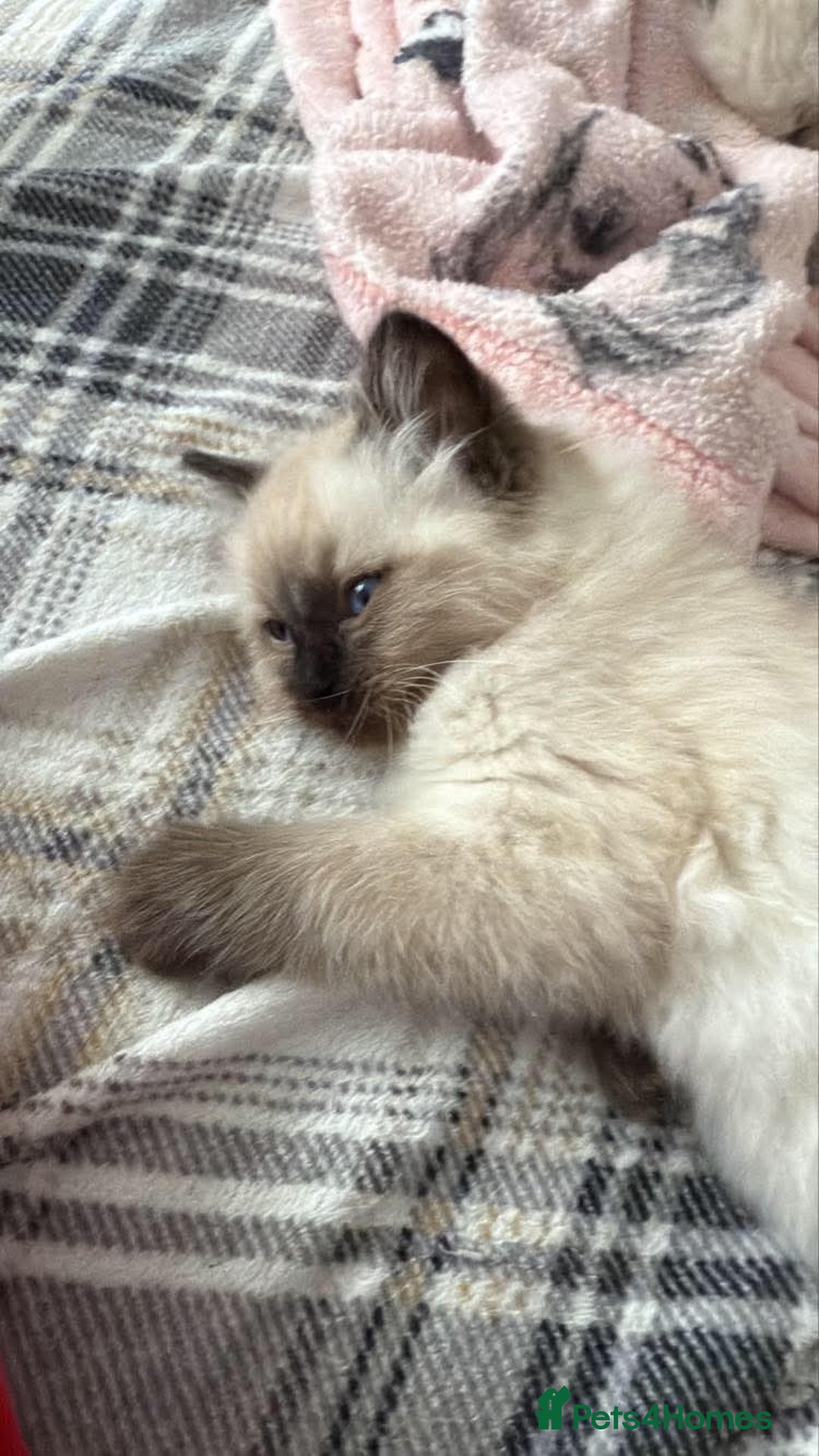 Ragdoll cats for sale: GCCF ragdoll seal point girl - Image 11