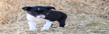 Border Collie Puppy 1