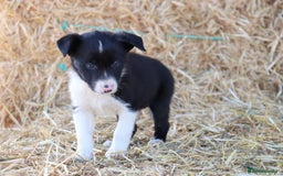 Border Collie dogs for sale: Beautiful Collie Puppies For sale - Image 3