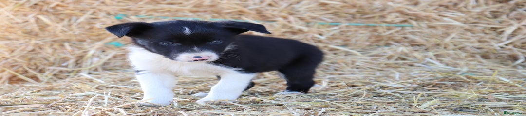 Border Collie Puppy 1