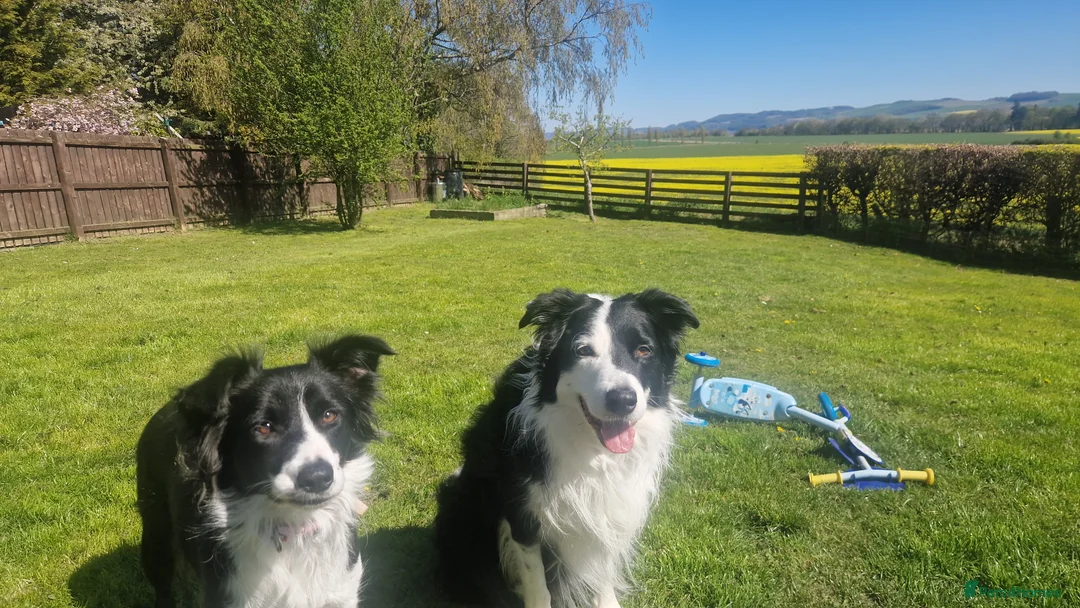 Bearded Collie dogs for stud: Proven stud - Advert 1
