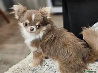 Chihuahua dogs 3 lbs KC Reg Lilac DNA TESTED Stud - Advert 6