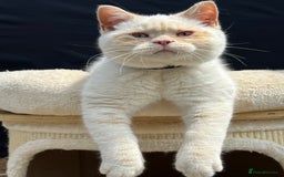 British Shorthair cats for sale: British Shorthair & British Longhair Kittens  - Image 9