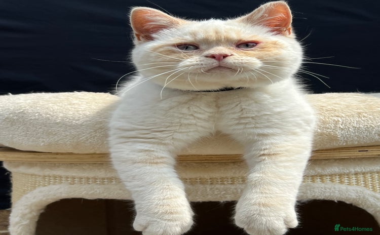 British Shorthair cats - Advert 2