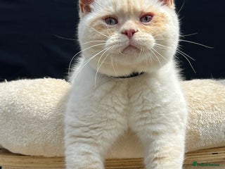 British Shorthair cats for sale - Advert 1