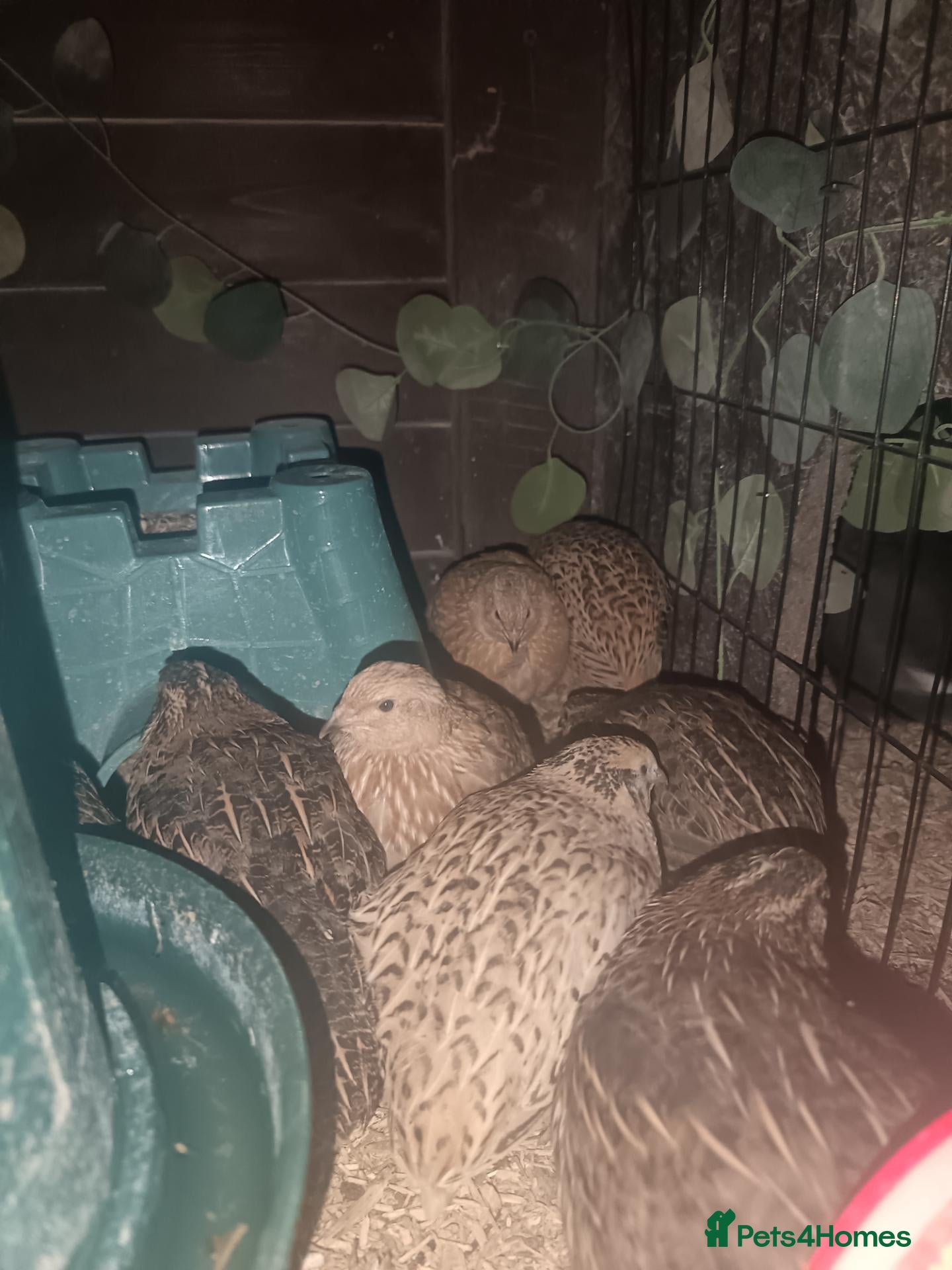Quail poultry for sale: Female quail for sale  - Advert 3