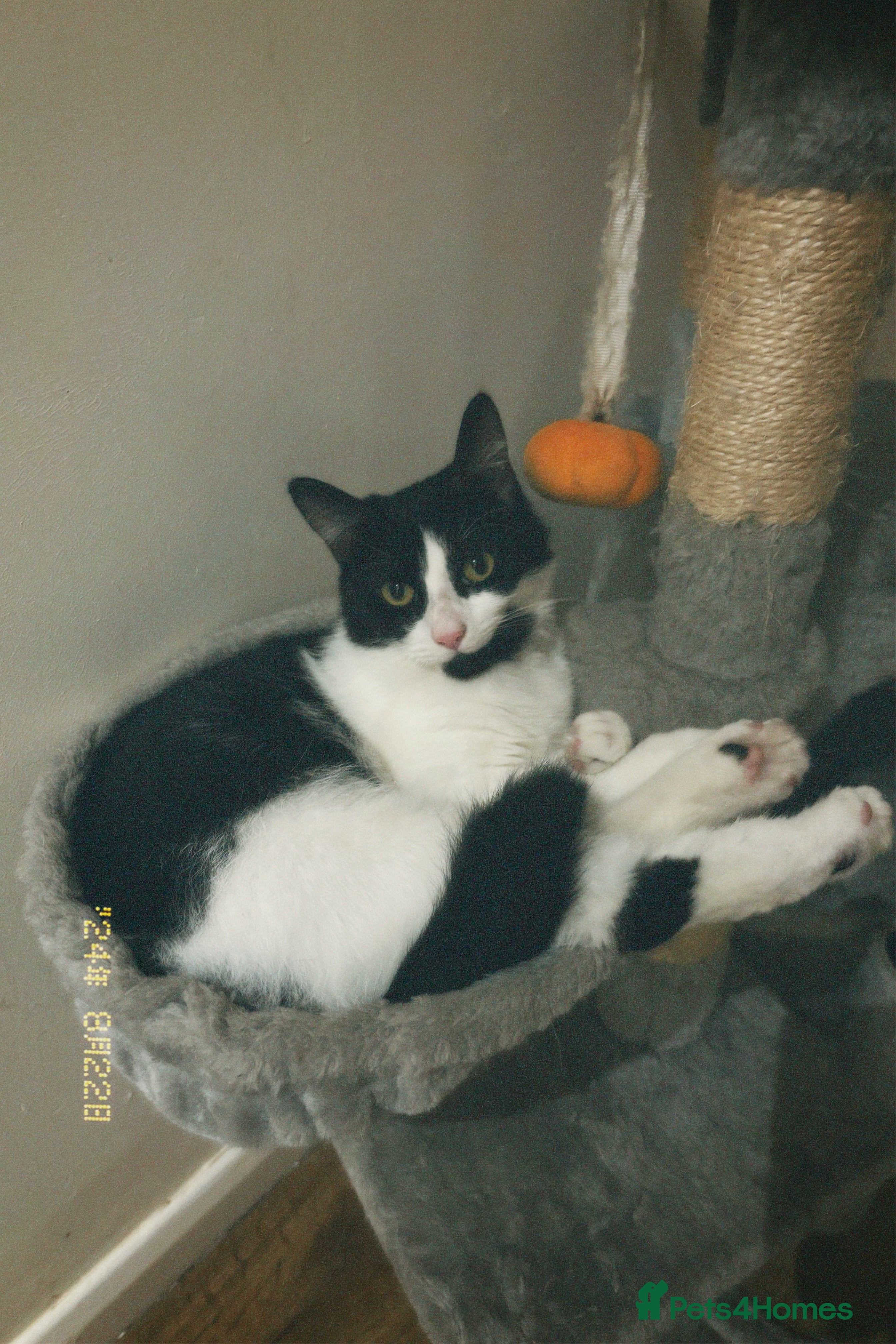 Mixed Breed cats Cat male and female - Advert 1