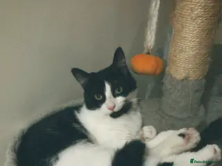 Mixed Breed cats Cat male and female - Advert 2