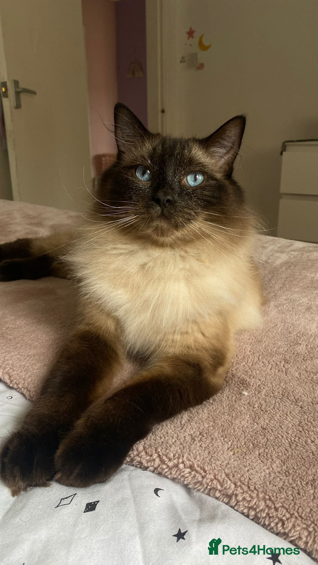 Ragdoll cats for sale: Sage - 4 year old Ragdoll - Advert 9