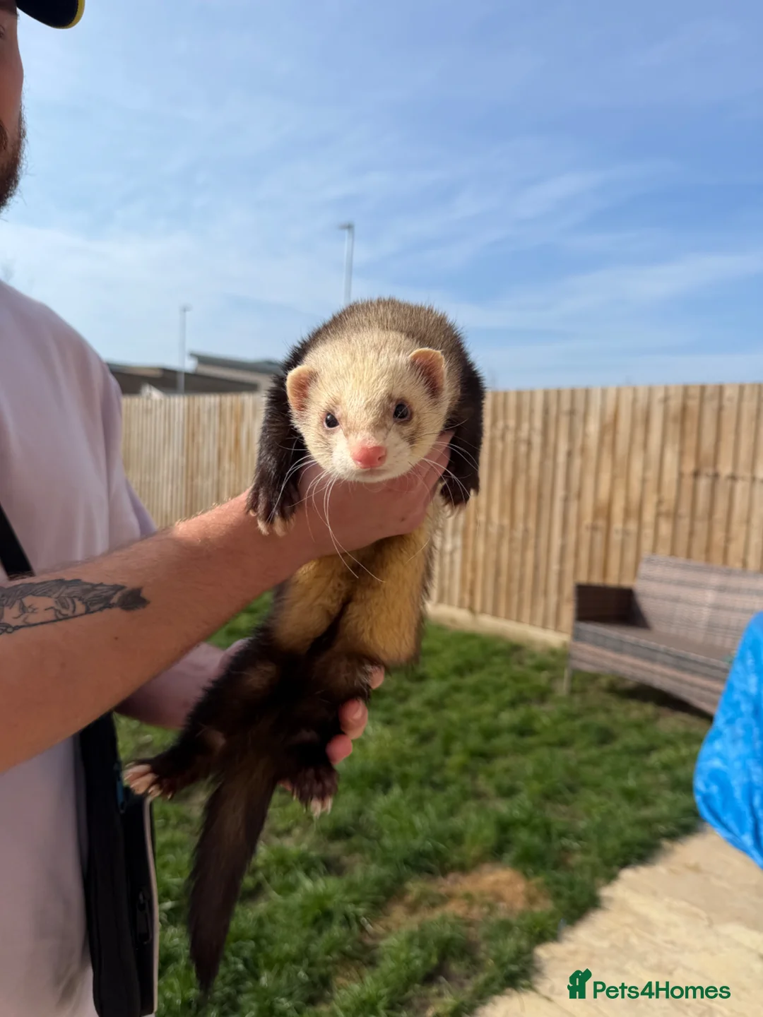 Ferret rodents for sale: 2 male ferrets Meeko and sully  - Advert 8