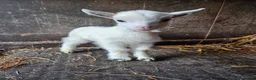 Goats livestock for sale: Stunning pygmy goat kids  - Advert 6