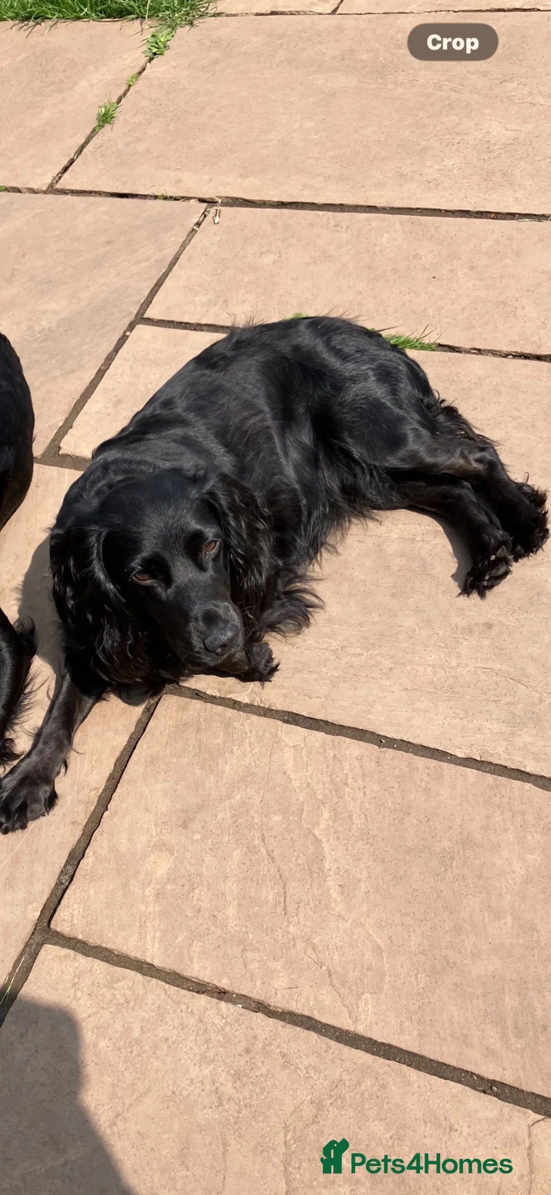 Cocker Spaniel dogs for sale: 2 gorgeous boy pups  in Bristol - Advert 5