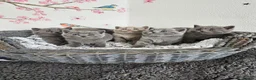 British Shorthair cats for sale: British Shorthair Kittens - Advert 2
