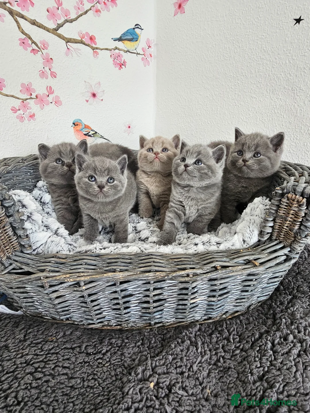 British Shorthair cats for sale: British Shorthair Kittens - Advert 2
