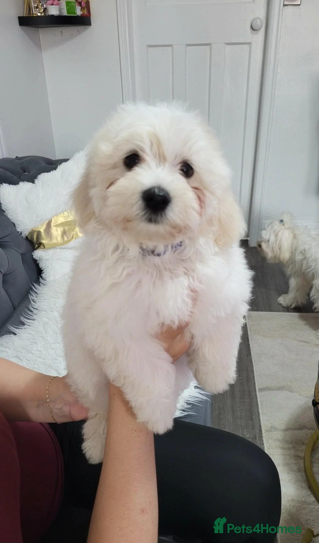 Maltese dogs Beautiful Maltese Puppies for sale 2 boys 2 girls. - Advert 17