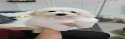 Maltese dogs for sale: Beautiful Maltese Puppies for sale 2 boys 2 girls. in Ellon - Advert 1
