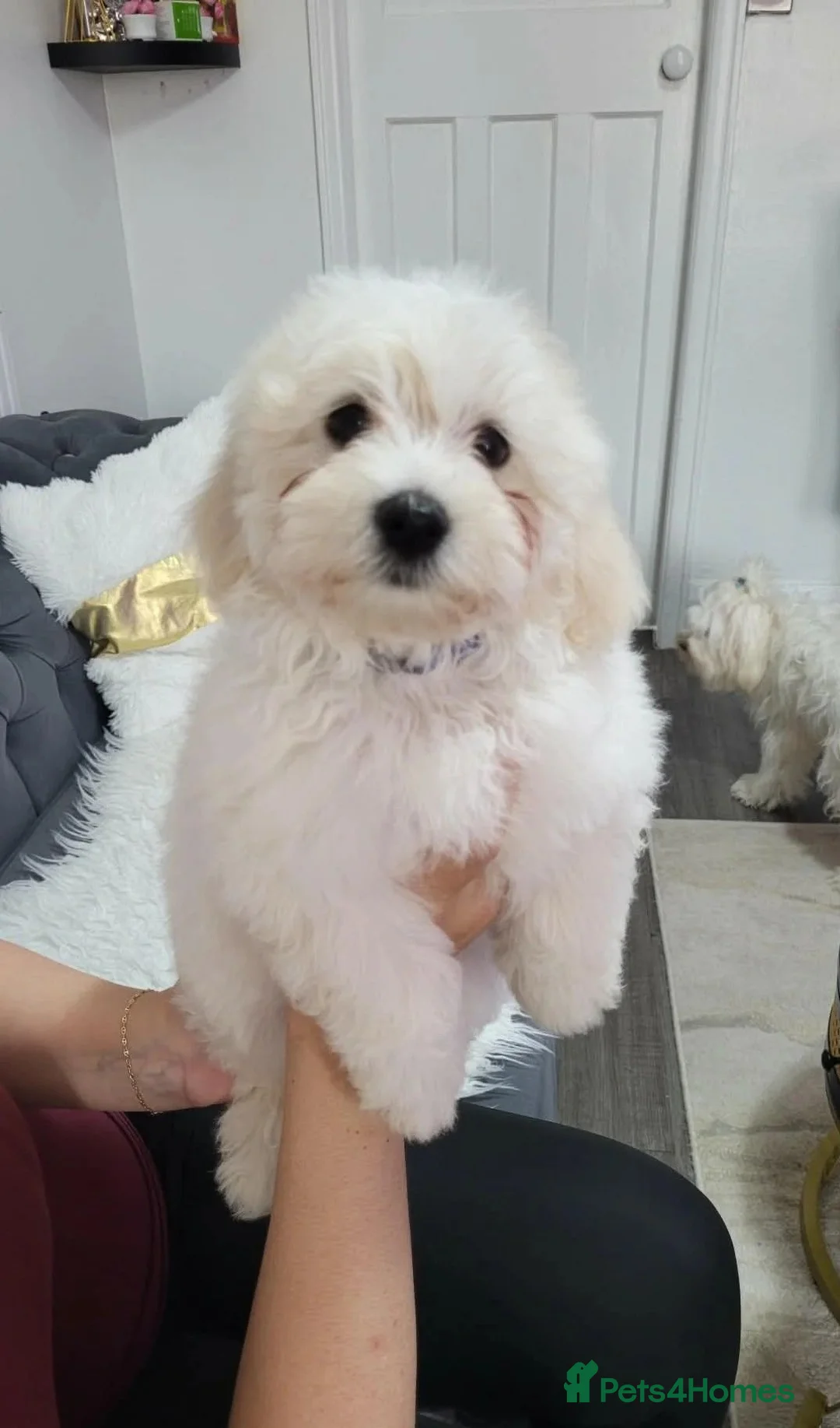 Maltese dogs for sale: Beautiful Maltese Puppies for sale 2 boys 2 girls. in Ellon - Advert 1