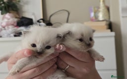 Ragdoll cats for sale: Irresistable Blue Mitted Ragdoll Kittens🙀😻🙀 - Image 7