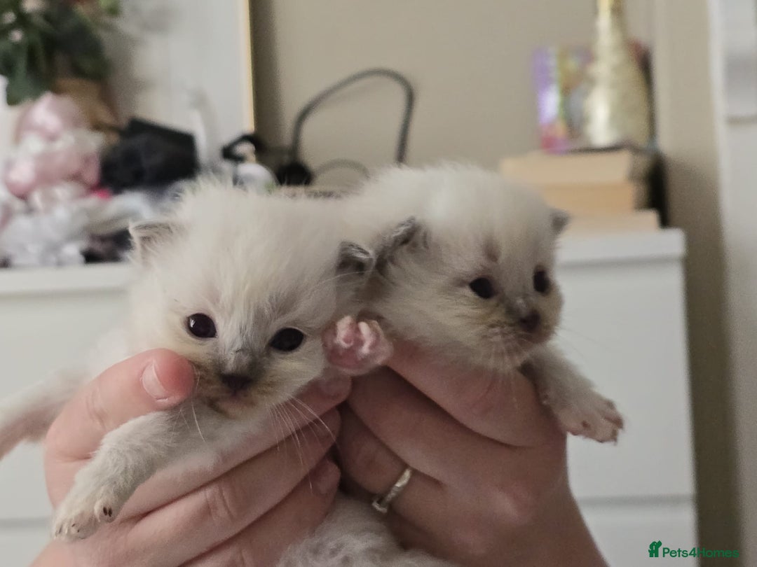 Ragdoll cats for sale: Irresistable Blue Mitted Ragdoll Kittens🙀😻🙀 - Image 7