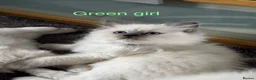 Ragdoll cats for sale: Gorgeous Ragdoll Kittens - Advert 6