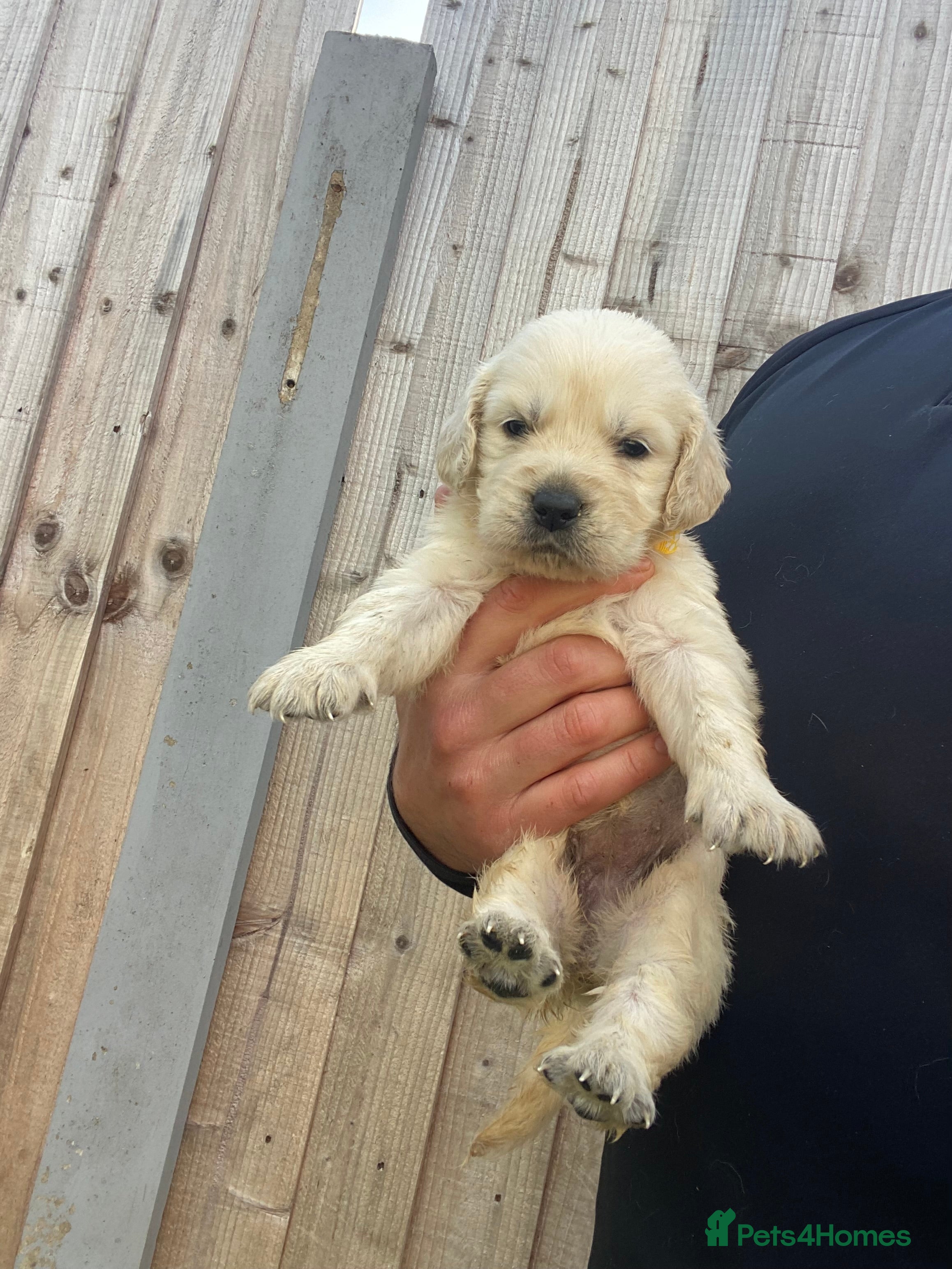 Golden Retriever dogs ⭐ KC Registered Golden Retriever Puppies ⭐️  - Advert 2