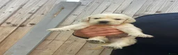 Golden Retriever dogs for sale: ⭐ KC Registered Golden Retriever Puppies ⭐️  - Advert 4