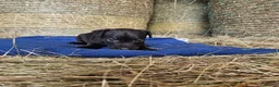 Patterdale Terrier dogs for sale: Patterdale Terriers  - Advert 16