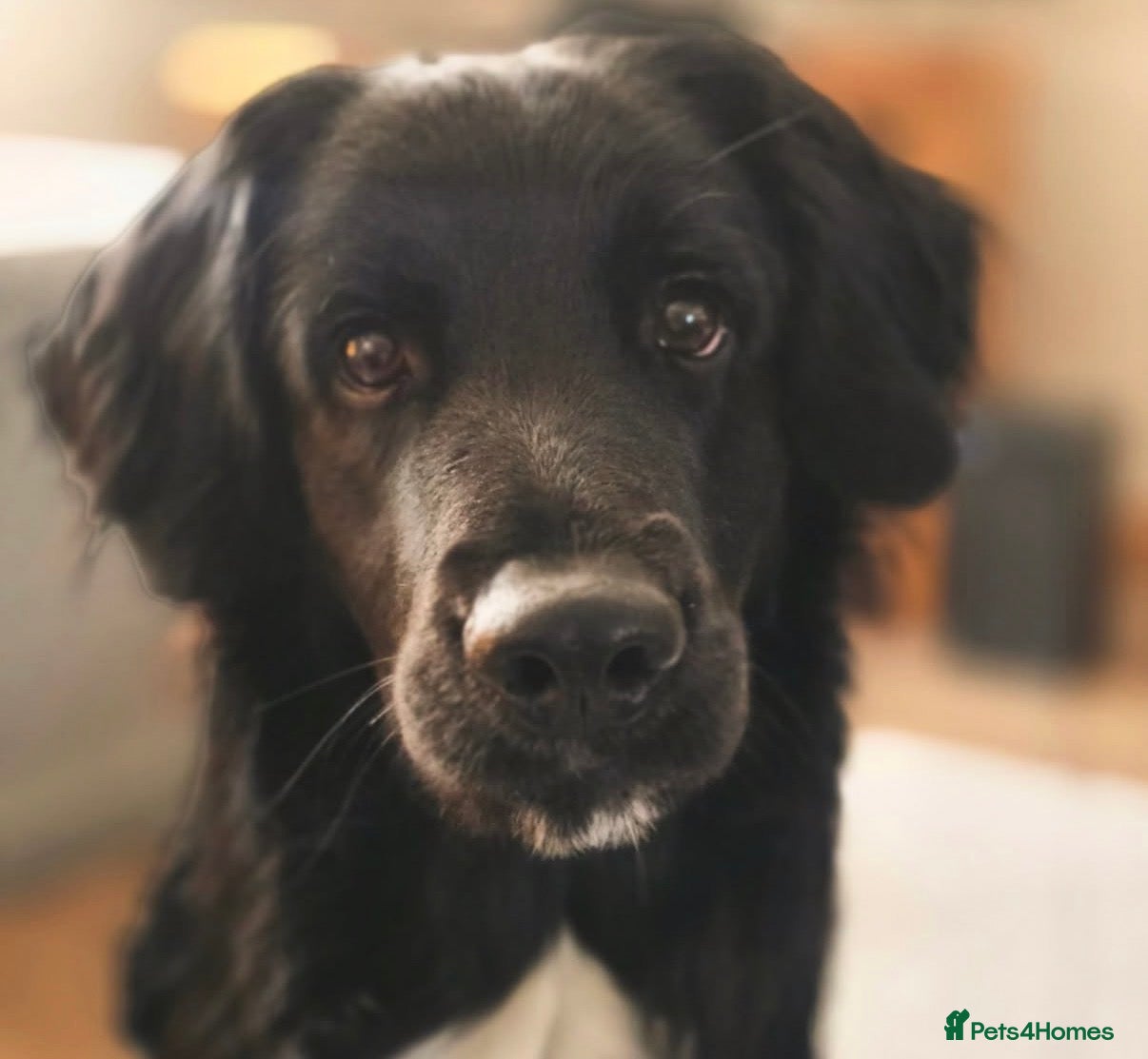 Mixed Breed dogs Lovable mixed breed boy needs loving home  - Advert 1