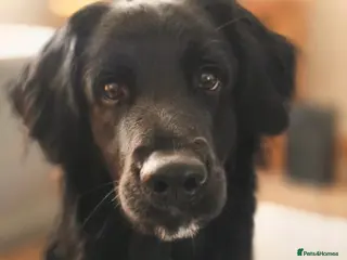 Mixed Breed dogs Lovable mixed breed boy needs loving home - Advert 2