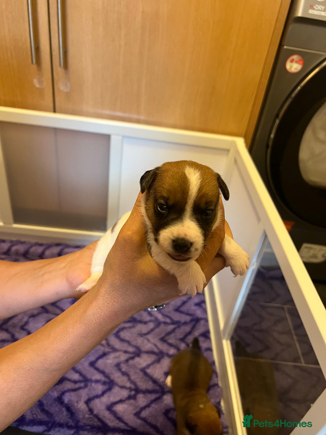 Jack Russell dogs for sale: 6 Jack Russell Puppies  - Image 8
