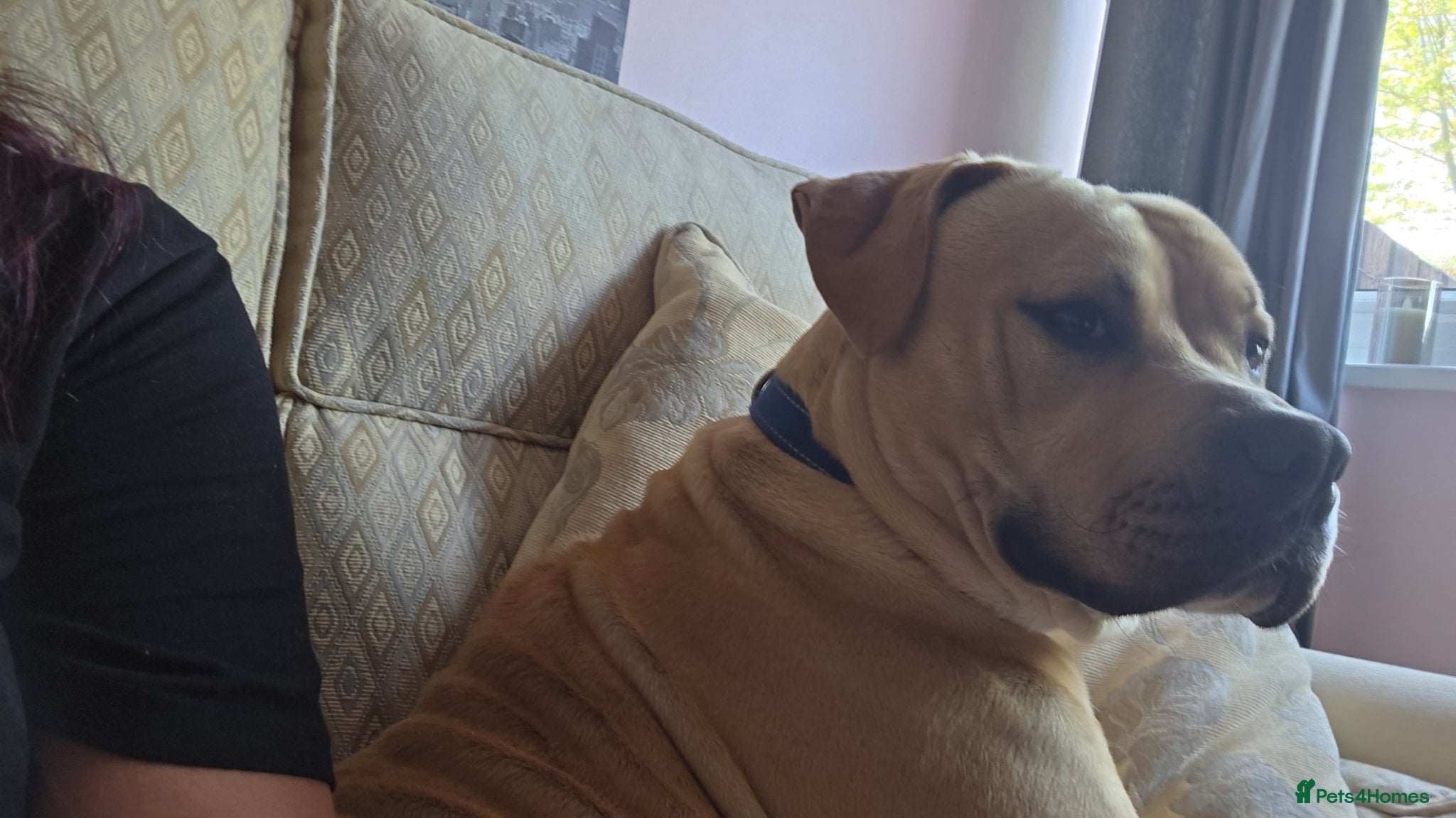 Mixed Breed dogs Male Zeus - Advert 4