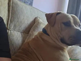 Mixed Breed dogs Male Zeus - Advert 2